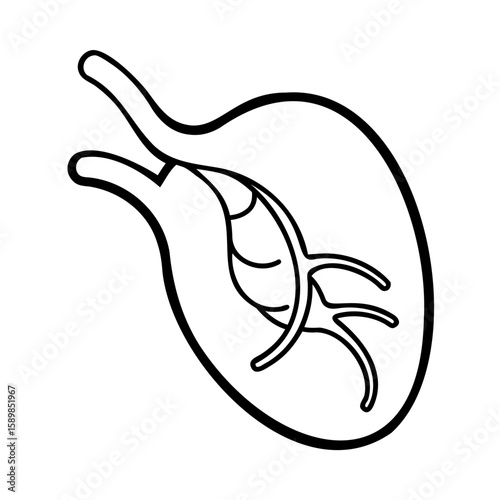 Outline drawing a stylized human heart with internal vessels anatomy medical