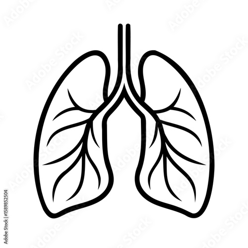 Outline human lungs with branching airways on anatomy respiratory