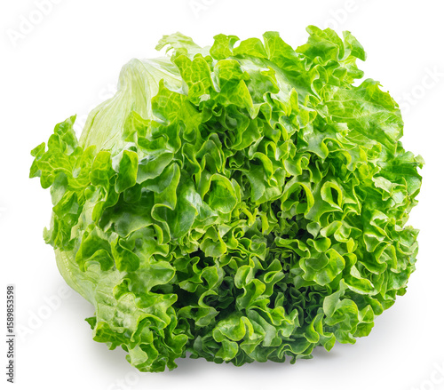Photos Wavy ruffled leaves of Batavia lettuce on white background