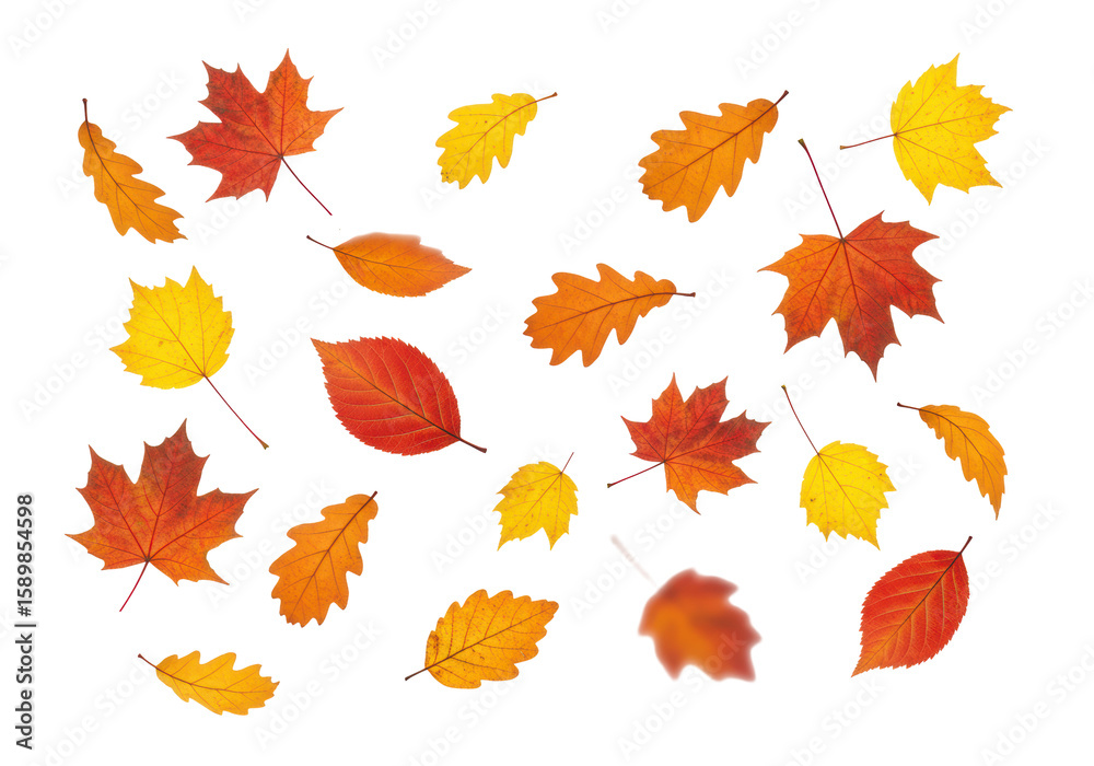 Fototapeta premium Ultra-photorealistic uhd photograph of vibrant crimson, orange, and yellow maple and oak autumn leaves, intricately detailed with veins and textures, actively falling and swirling with subtle motion