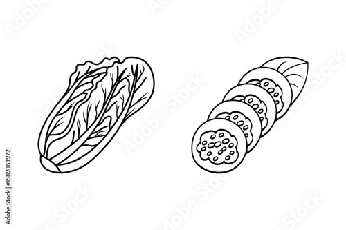 Napa cabbage leaves and sliced cucumber vegetable food