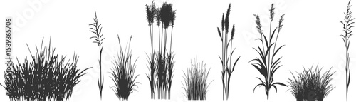 Silhouette of cattails and reeds. Wild grass on the river bank. Swamp coastal plants.