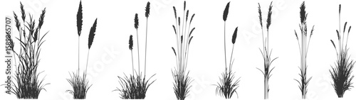 Silhouette of cattails and reeds. Wild grass on the river bank. Swamp coastal plants.