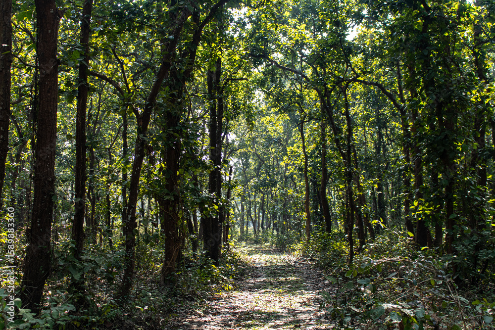 Fototapeta premium Green paradise of Bhawal forest in Gazipur.