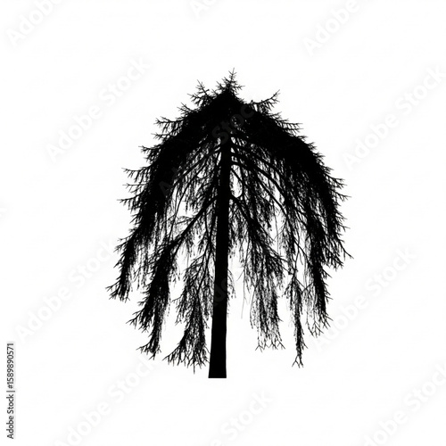 Silhouette of a weeping spruce tree on white ground