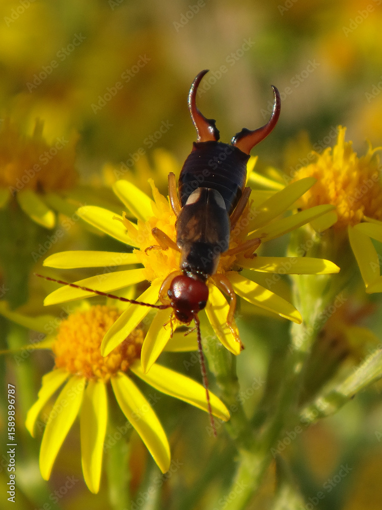 Φωτογραφία The common European earwig (Forficula auricularia), male on ragwort flowers