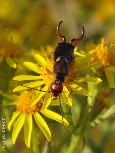 The common European earwig (Forficula auricularia), male on ragwort flowers