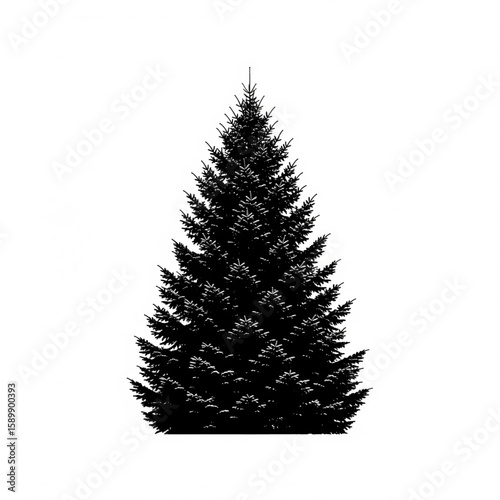 Silhouette of a coniferous evergreen tree isolated