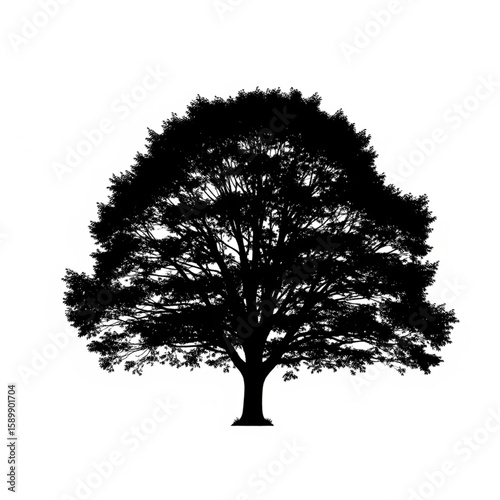Silhouette of a full tree with dense leafy crown