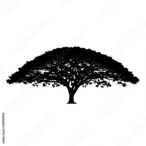 Silhouette of a large tree with umbrella shape crown
