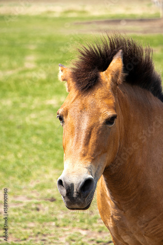 portrait of Przhivalsky's wild horse. Head close-up. Raised mane. Wild horse on a background of grass. Horse head. Place for your text. Year of the horse concept. High quality photo