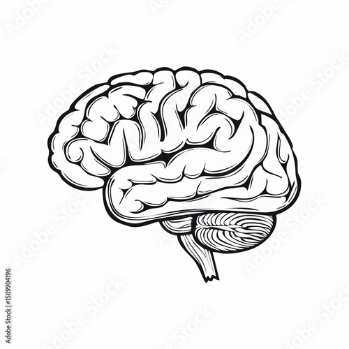 human brain vector illustration