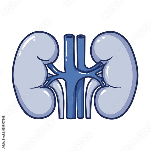 Anatomical illustration of human kidneys with renal veins  
