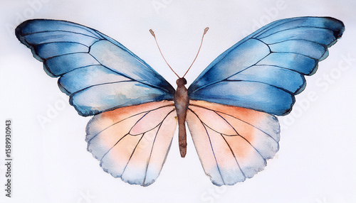 watercolor butterfly painting with delicate blue and peach wing coloration
