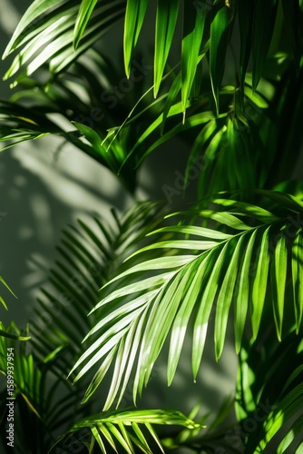 Beautiful Green Palm Leaves Illuminated by Soft Sunlight in an Indoor Setting.