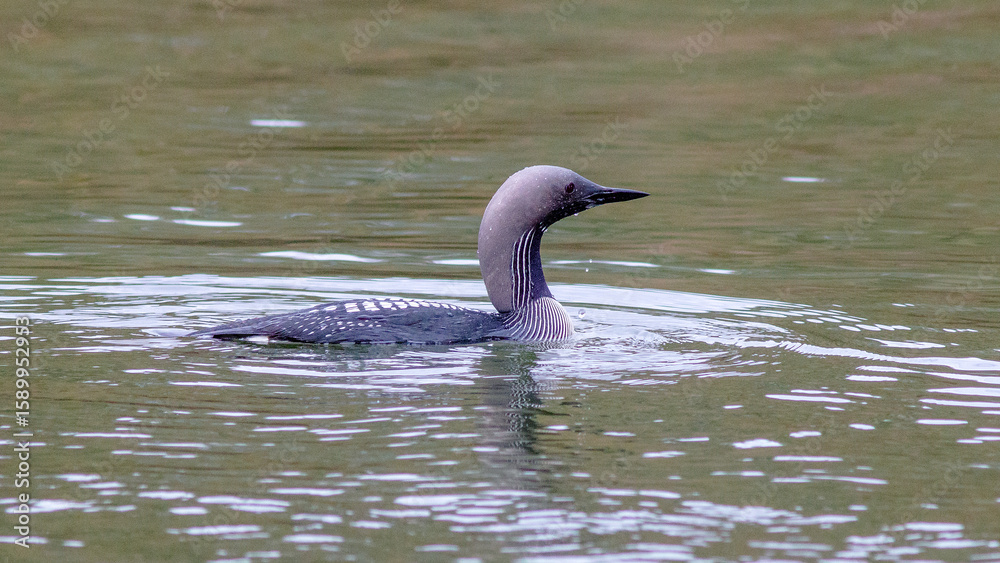 Obraz premium duck in the water