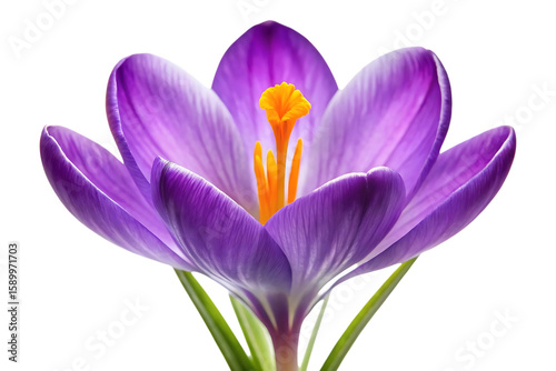 purple crocus flower image isolated on a transparent