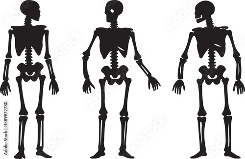 Human skeletons black silhouettes human anatomy illustration