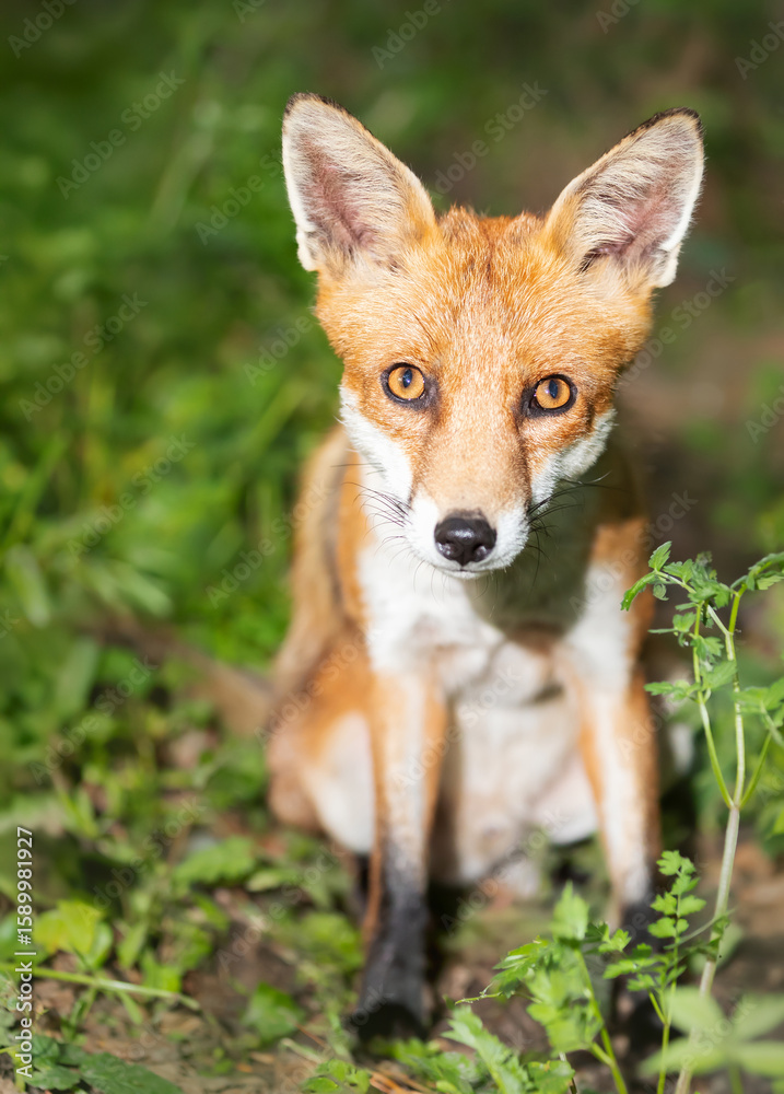 Fototapeta premium Portrait of a cute young red fox sitting in a meadow