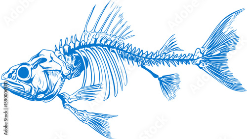 Blue illustration of a detailed fish skeleton with fins and spine. Vector illustration