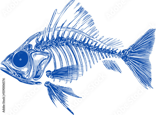 Illustration of a detailed blue fish skeleton in artistic sketch style. Vector illustration