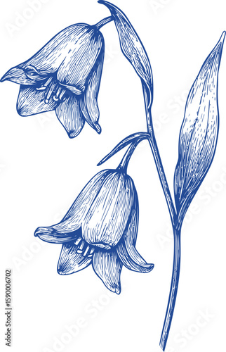 Blue ink drawing of two bell flowers with leaves. Vector illustration