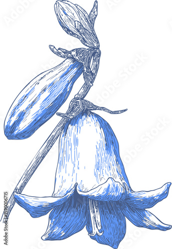Detailed blue bellflower illustration with buds. Vector illustration