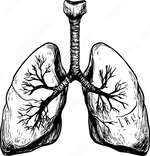 Detailed black and white illustration of human lungs with bronchial tree. Vector illustration