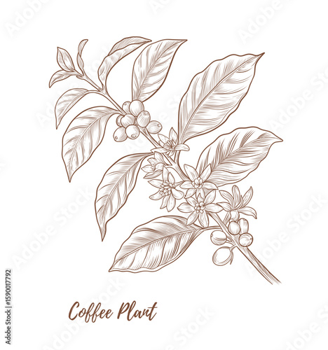 Vector coffee plant with berries beans flowers line art illustration, graphic line coffee plant combination. Coffee berries. Coffee beans. Great for any designs, textile, art, walls, package