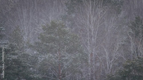 Snow falls gently on a serene winter landscape full of tall trees and soft white blankets covering the ground