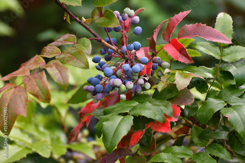 Mahonia aquifolium is a slow-growing, frost-resistant evergreen shrub.