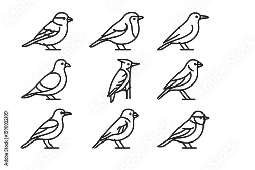 Outline illustrations of various bird species on dark background
