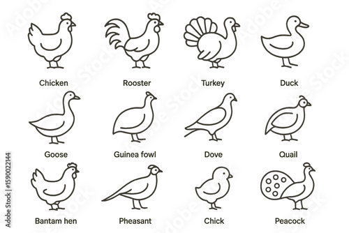 Line drawings of various birds including chicken and peacock