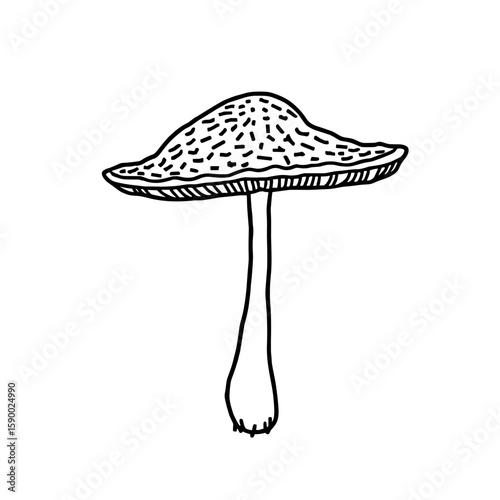 Single morel mushroom illustration, simple style, black and white, botanical art, copy space