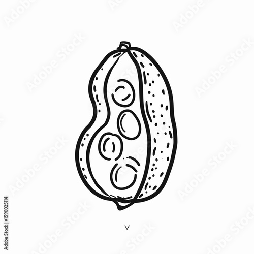 peanut illustration line art on white background with copy space