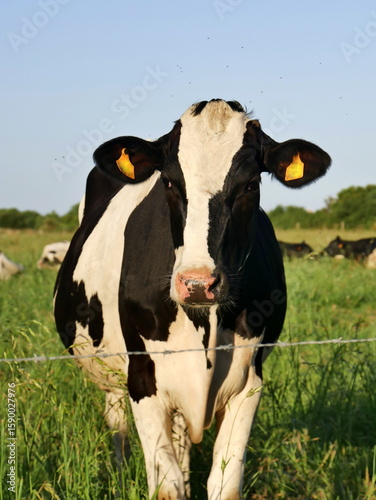 Portrait of prim' holstein cow in the green pasture with sunny weather and blue sky in brittany, france