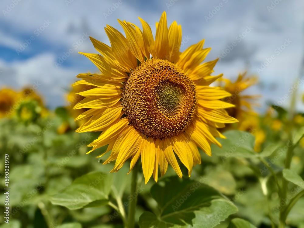 Fototapeta premium sunflower of blue sky