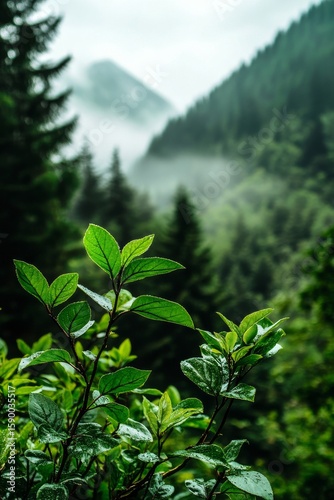 Lush Green Leaves in a Misty Forest Surrounded by Mountains at Dawn.
