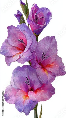 Vibrant Pink and Purple Gladiolus Flowers Arranged Elegantly on a White Backg...