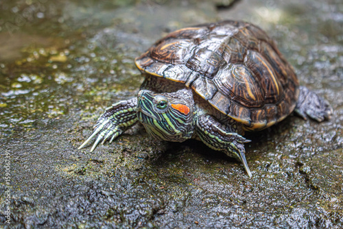 La tortuga de orejas rojas está observando algo