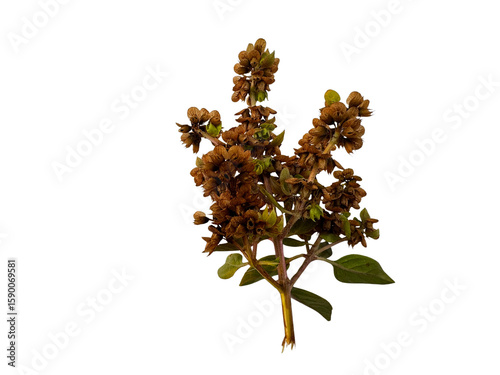 wilted basil flower or ocimum basilicum on white background