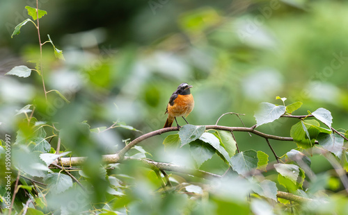 Phoenicurus phoenicurus sitting on a birch branch