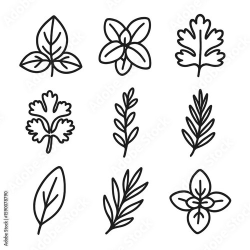 Herbal Line Icons. Line style icons of Herbal Green Flavors: basil leaf, mint sprig, cilantro leaf, parsley bunch, thyme sprig,