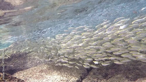 Big school of baitfish widely spread near Israel mediterranean seaside