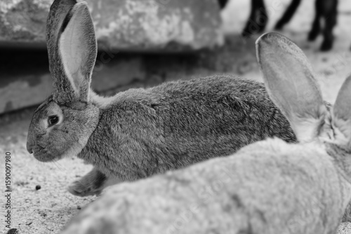 white rabbit on a rock