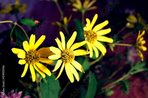 yellow flowers
