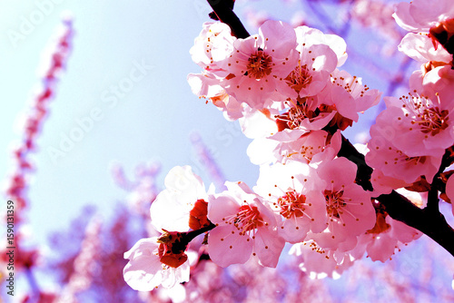 pink cherry blossom
