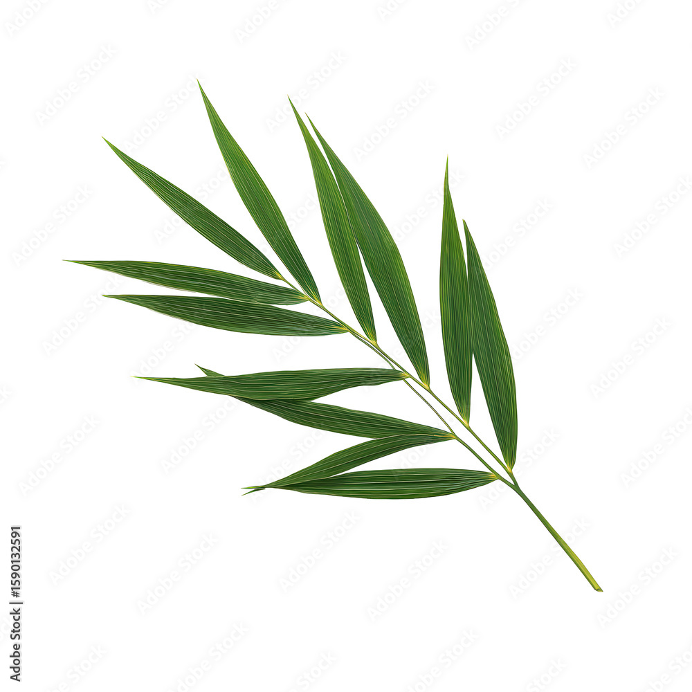 Fototapeta premium Halftone Engraving of a Bamboo Palm Leaf Side Profile, Elegant Arching Fronds in Fine Dot Mesh, Classic Botanical Illustration on Black