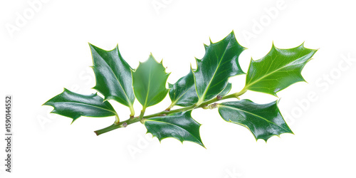 Retro Halftone Engraving of Holly Ivy and Mistletoe Leaves Diagonal Spread Dense Dotwork Vintage Botanical Illustration