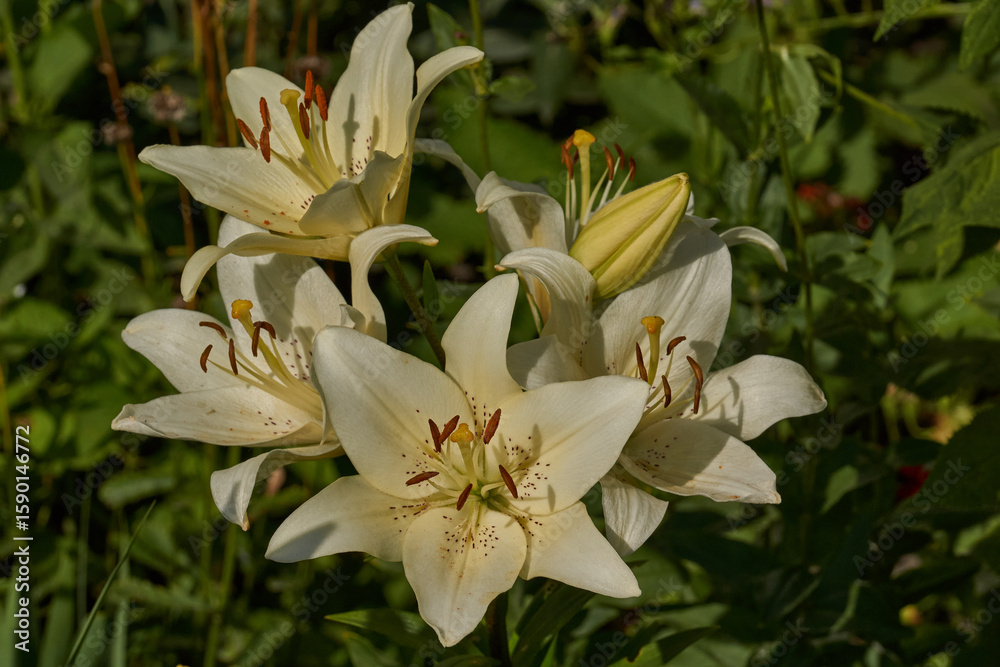 Obraz premium Lily (lat. Lilium) blooms in the garden. Lily - the genus of plants of the family of Lily (Liliaceae).
